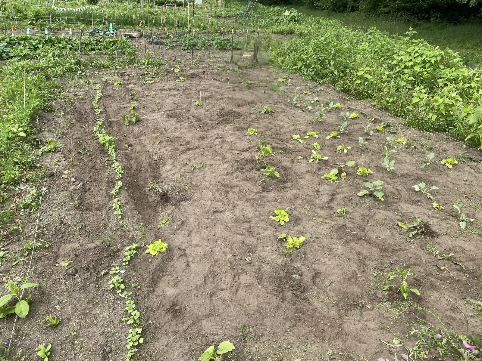 Gesamtansicht des Ackers